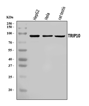 Cip4/TRIP10 Rabbit Polyclonal Antibody