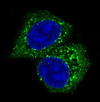 Akt 1/2/3 Rabbit Monoclonal Antibody
