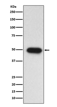 TGF beta 1 Rabbit Monoclonal Antibody