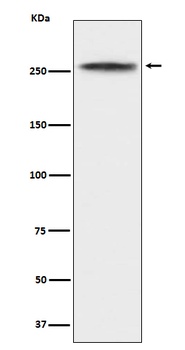 CHD3 Rabbit Monoclonal Antibody