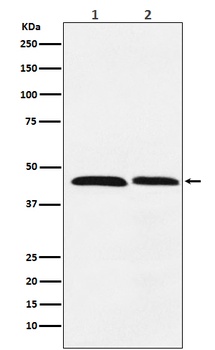 FEN1 Rabbit Monoclonal Antibody