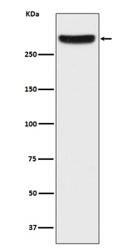 IP3 Receptor Rabbit Monoclonal Antibody