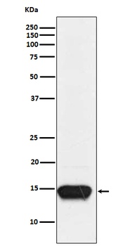 FABP3 Rabbit Monoclonal Antibody