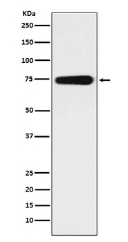 BMAL1 Rabbit Monoclonal Antibody
