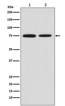 MSR1 Rabbit Monoclonal Antibody
