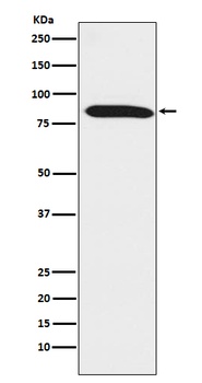 Dynein intermediate chain 1 Rabbit Monoclonal Antibody