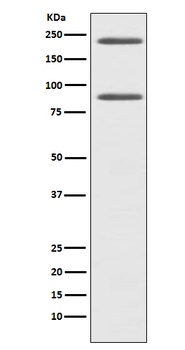 C4 Rabbit Monoclonal Antibody