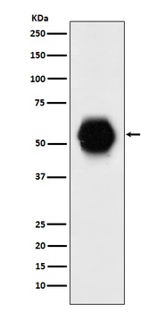 Gata6 Rabbit Monoclonal Antibody