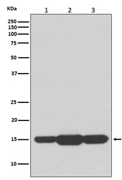 GABARAPL2 Rabbit Monoclonal Antibody