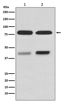 PKC beta 1 Rabbit Monoclonal Antibody