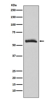 Muscarinic Acetylcholine Receptor M3 Rabbit Monoclonal Antibody