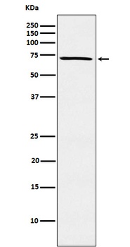 MELK Rabbit Monoclonal Antibody