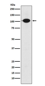 GABA B Receptor 2 Rabbit Monoclonal Antibody