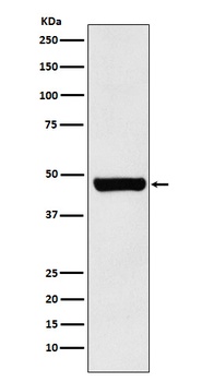 HSC70 Interacting Protein HIP Rabbit Monoclonal Antibody