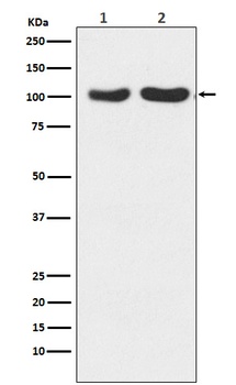 GluR2+GluR3 Rabbit Monoclonal Antibody