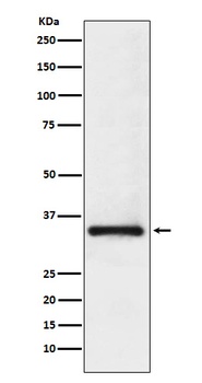 U1A Rabbit Monoclonal Antibody