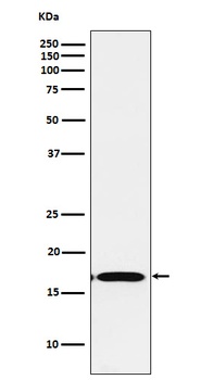 FGF1 Rabbit Monoclonal Antibody