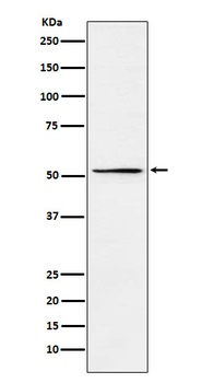 MEIS2 Rabbit Monoclonal Antibody