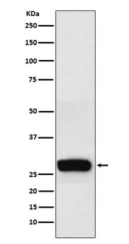 beta Casein Rabbit Monoclonal Antibody