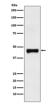 LRG1 Rabbit Monoclonal Antibody