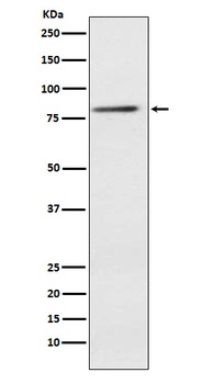 ELMO1 Rabbit Monoclonal Antibody