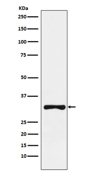 RYBP Rabbit Monoclonal Antibody