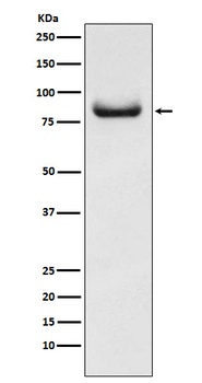 APPL Rabbit Monoclonal Antibody