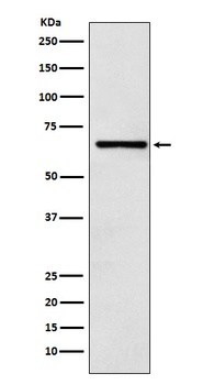 CoREST Rabbit Monoclonal Antibody