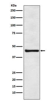 eIF4A3 Rabbit Monoclonal Antibody