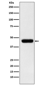 eIF4A1 Rabbit Monoclonal Antibody