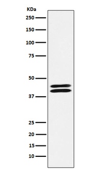 PON2 Rabbit Monoclonal Antibody