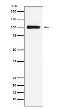 Transferrin Receptor 2 Rabbit Monoclonal Antibody