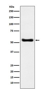 KAT8/MYST1/MOF Rabbit Monoclonal Antibody