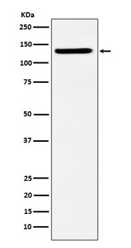 SF3B3 Rabbit Monoclonal Antibody