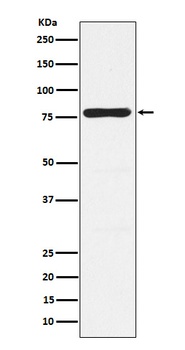 PKC gamma Rabbit Monoclonal Antibody