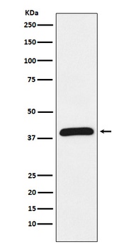 HIF1AN Rabbit Monoclonal Antibody