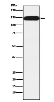 Pumilio 1 Rabbit Monoclonal Antibody
