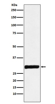 Annexin IV Rabbit Monoclonal Antibody