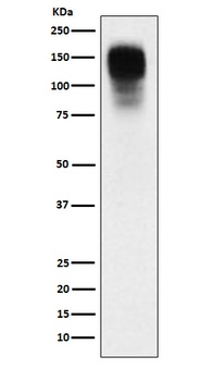 CEACAM1 Rabbit Monoclonal Antibody