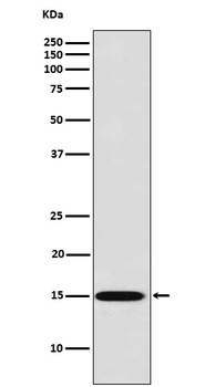 Galectin 7 Rabbit Monoclonal Antibody
