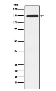 Xanthine Oxidase Rabbit Monoclonal Antibody