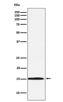 Ube2N/Ubc13 Rabbit Monoclonal Antibody