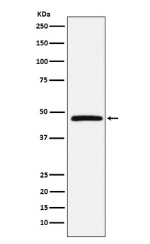 DARC Rabbit Monoclonal Antibody