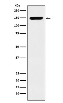 p150 CAF1 Rabbit Monoclonal Antibody