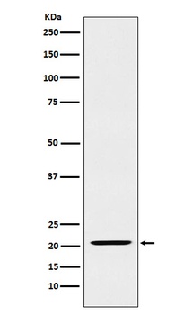 IL23 Rabbit Monoclonal Antibody