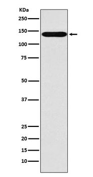 SLC9A1 Rabbit Monoclonal Antibody