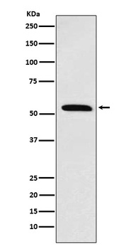 Retinoid X Receptor alpha Rabbit Monoclonal Antibody