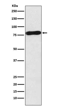c-Myb Rabbit Monoclonal Antibody