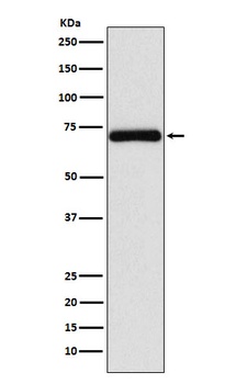 Frizzled 8 Rabbit Monoclonal Antibody