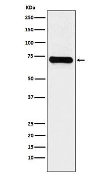 LysRS Rabbit Monoclonal Antibody